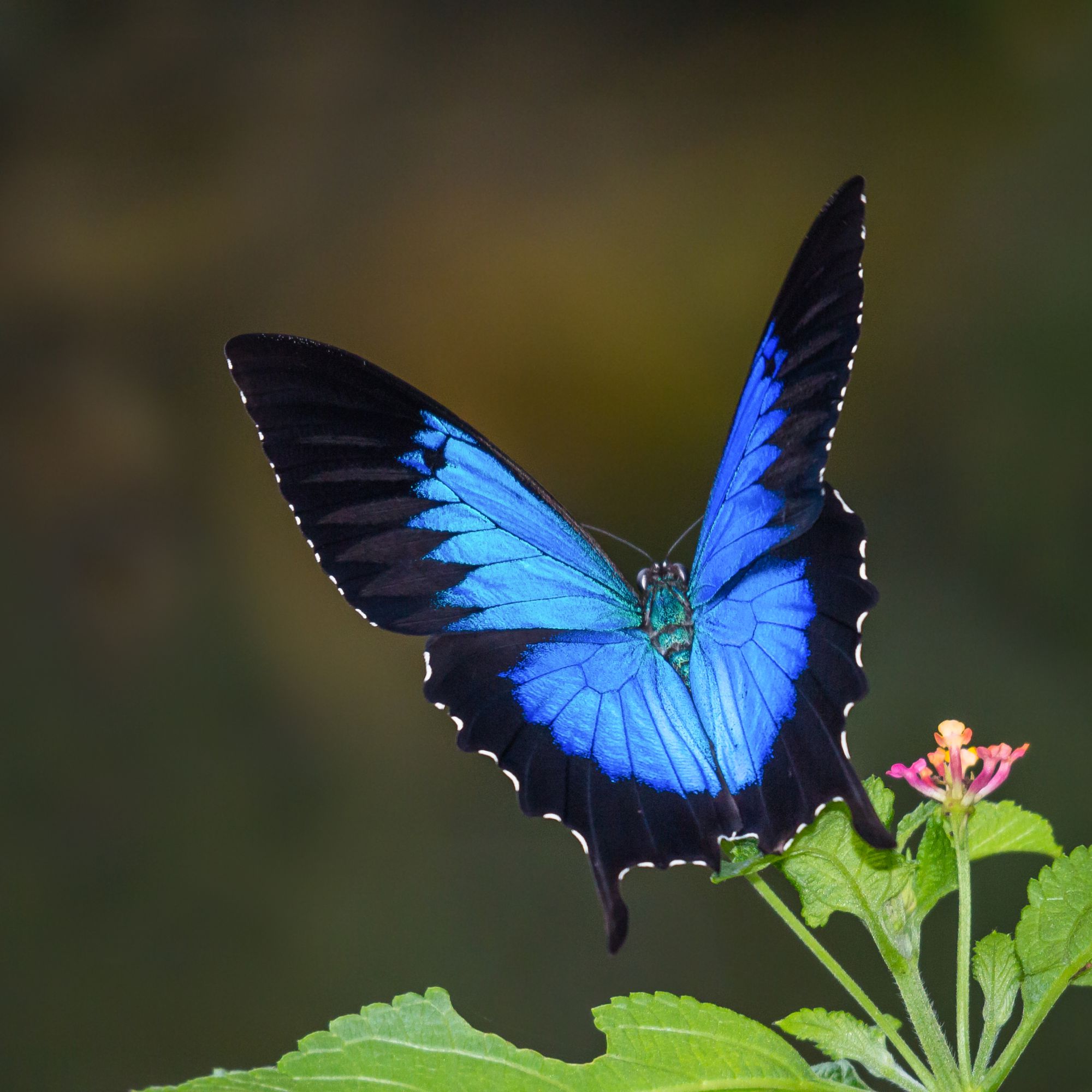 Черно синяя бабочка. Бабочка парусник Улисс. Парусник Уиллис бабочка. Парусник Перикл бабочка. Парусник королевы Александры бабочка.